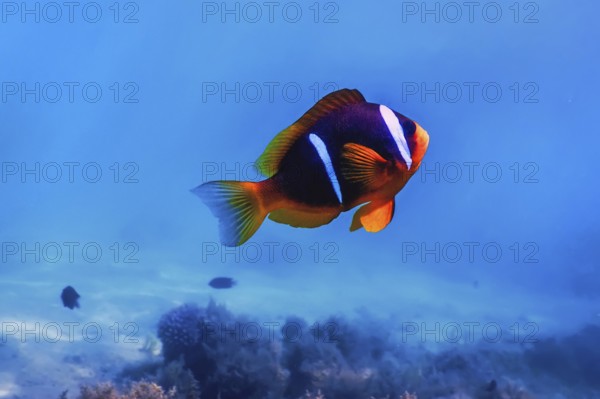 Red Sea clownfish (Amphiprion bicinctus) Red Sea, Marine life