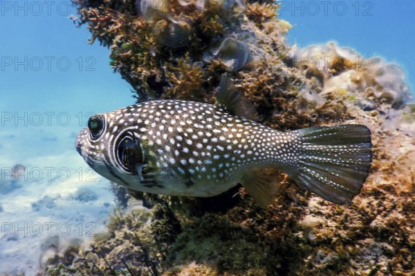 White-spotted puffer Underwater (Arothron hispidus) Marine life