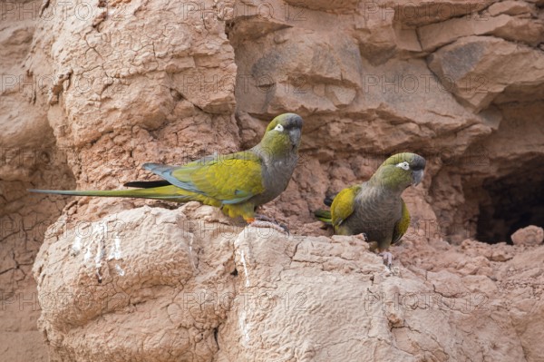 Rock Parakeet, Cyanoliseus patagonus, pair, Argentina