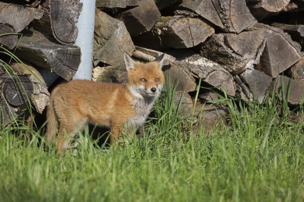 Red fox, Vulpes vulpes, juvenile