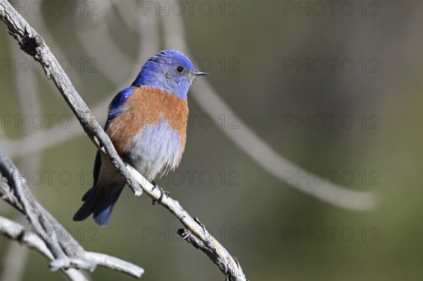 Blue-throated Bluebird, Sialia mexicana, Utah, USA