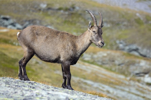 Alpine ibex, Capra ibex