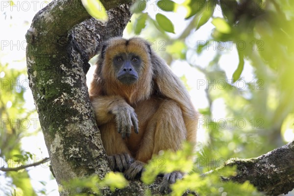 Howler monkeys, Alouatta, Argentina