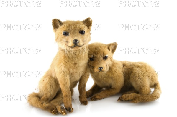 Prepared dusty foxes