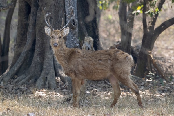 Sambar (Cervus unicolor), roe deer, deer, horse deer, noble deer, eye contact, Kanha National Park, tiger reserve, Jabalpur, Madhya Pradesh, India
