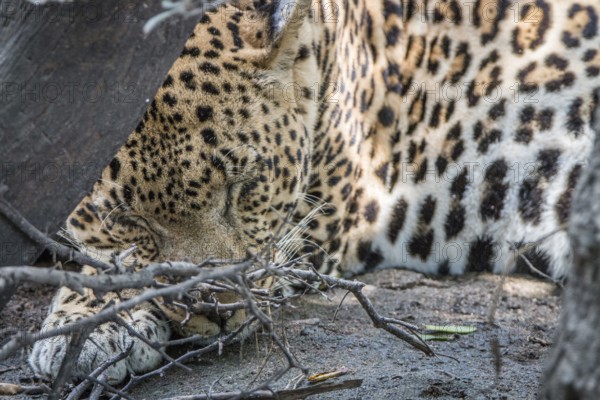 A male Leopard sleeping behind a tree in the Sabi Sand Game Reserve, South Africa