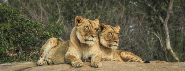 Lions on the rocks in the Selati Game Reserve, South Africa