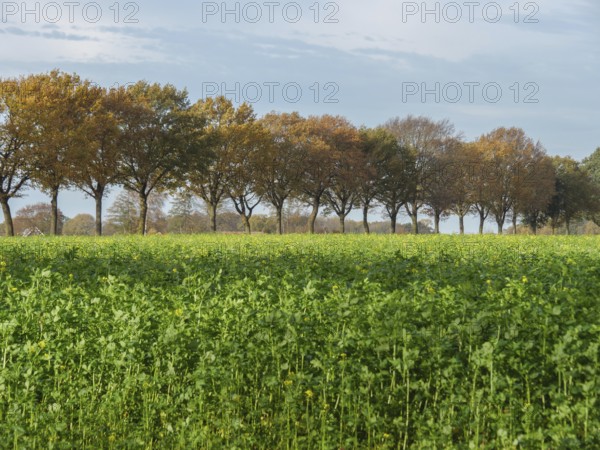 Landscape with a row of trees at the edge of a green field, borken, münsterland, germany
