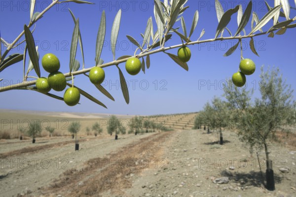Beautiful green olive field macro detail over blue sky