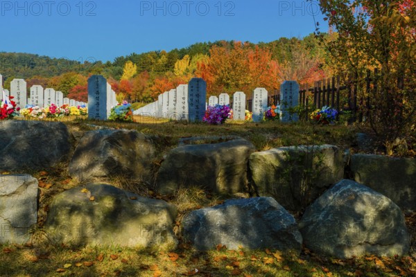 Daejeon, South Korea, November 3, 2019: Rows of headstones with background of trees in fall colors at Dajeon National Cemetery