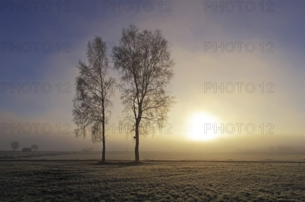 Birches in the morning mist