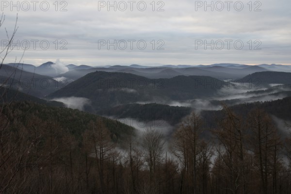 View from a sandstone cliff in the middle of the forest. Landscape with a marvellous view over a misty forest in a valley. Sunrise in the Palatinate Forest, Germany