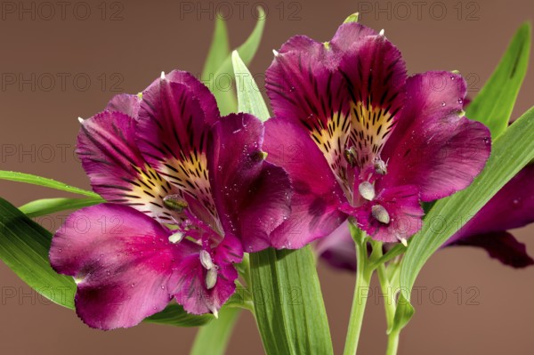 Close-up of dark burgundy alstroemeria flowers with green leaves, isolated against a rich brown background, showcasing their delicate petals and intricate details, Odessa, Ukraine
