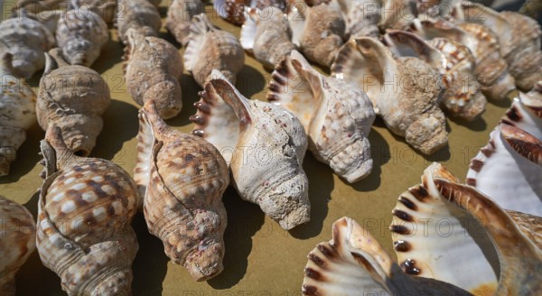 Sea shells in a row galician coast