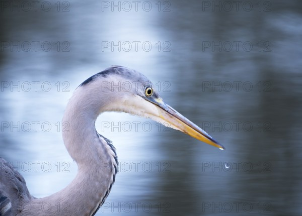A head shot of a stunning Grey Heron (Ardea cinerea) hunting for food along the bank of a river