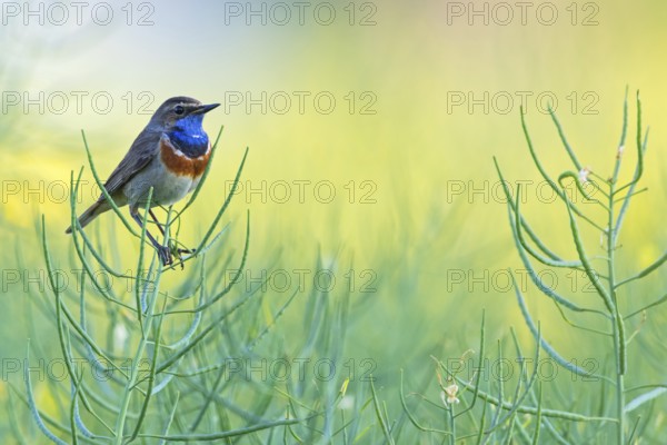 Bluethroat, (Luscinia svecica), Luscinia svecicus, animals, birds, songbirds, flycatcher family, migratory bird, perching station, Der Spieß nature reserve, Worms district, Rhineland-Palatinate, Federal Republic of Germany