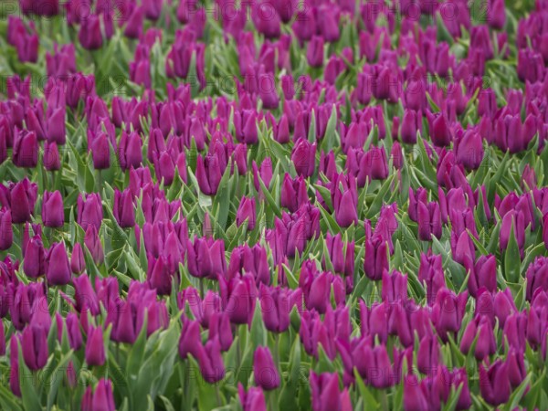 A field of flowers full of purple tulip blossoms planted close together with green foliage, urk, netherlands