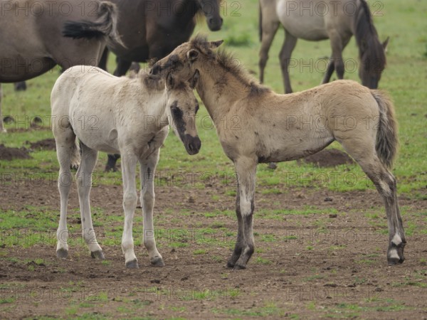 Two foals gently touching their heads in a meadow, merfeld, North Rhine-Westphalia, Germany