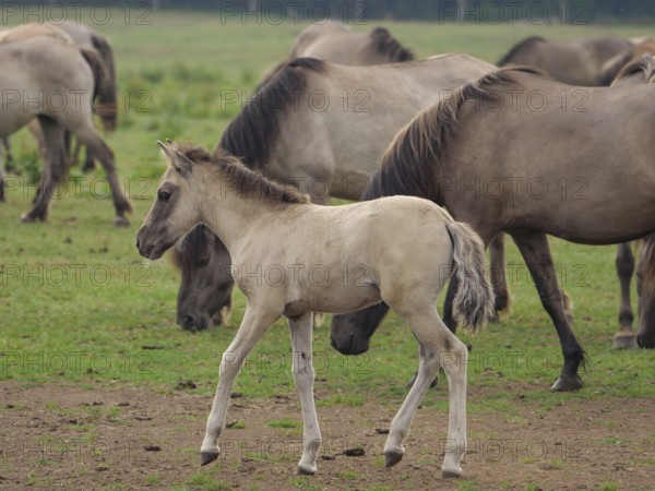 A young foal walks on a green pasture, surrounded by other horses of the herd, merfeld, North Rhine-Westphalia, Germany