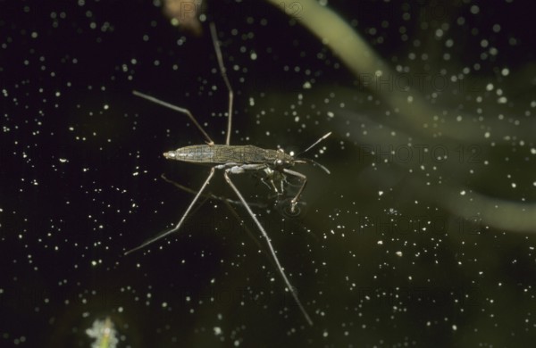 Common pond skater (Gerris lacustris)