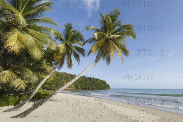 Dream beach in the Caribbean