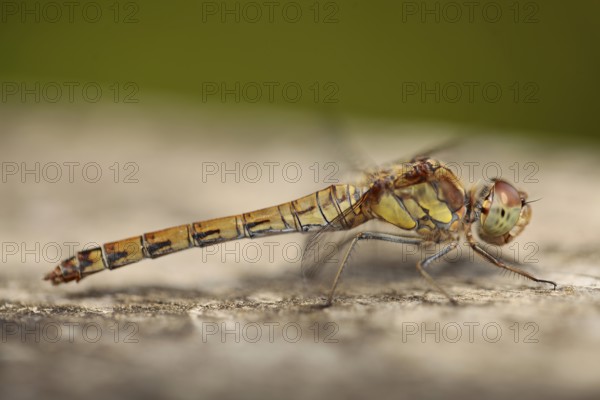 Vagrant darter (Sympetrum vulgatum)