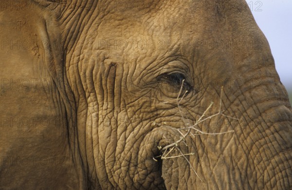 African elephant eye (Loxodonta africana)