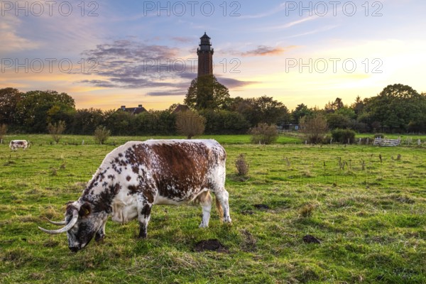 Cow in front of a sunset at the lighthouse in Behrensdorf