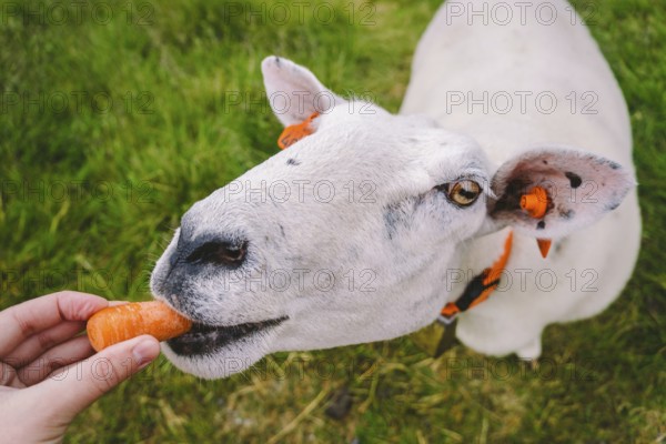 Sheeps on a mountain farm on a cloudy day. A woman feeds a sheep in the mountains of norway. A tourist gives food to a sheep. Idyllic landscape of sheep farm in Norway. Content Sheep, in Norway