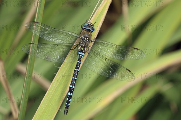 Autumn mosaic damselfly, Aeshna mixta, France