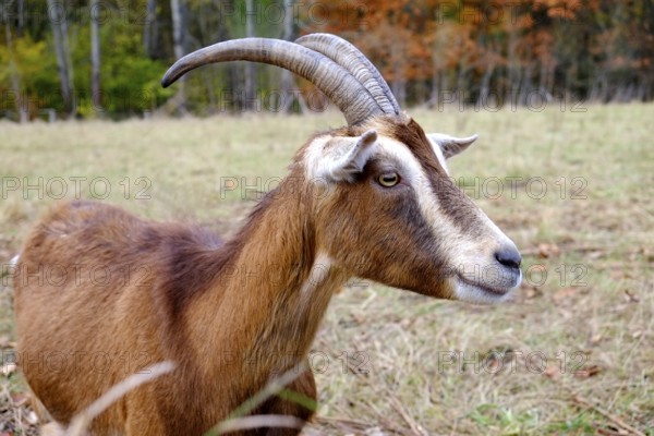 Goat with fawn-coloured fur, white facial markings and long, curved horns looks at its surroundings with upturned ears and an alert gaze. Landscape format. Goat with brown fur, white face and long curved horns observes with raised ears the surrounding. Horizontal format