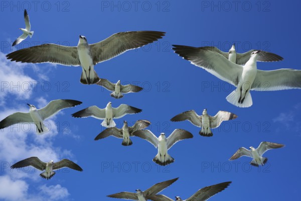 Seagulls sea gulls group flying on blue sky in Caribbean sea