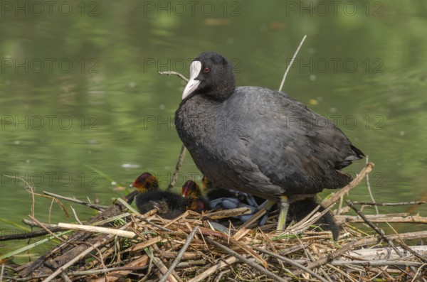 Eurasian Coot (Fulica atra) protecting its chicks on the nest. Bas-Rhin, Alsace, Grand Est, France