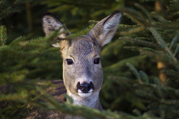 Roe deer in a spruce forest, Capreolus capreolus. Wild roe deer in nature