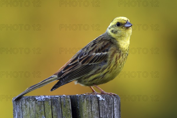 Yellowhammer, Emberiza citrinella, Yellowhammer