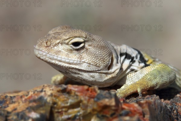 Collared Iguana, Crotaphytus collaris, Arizona, USA