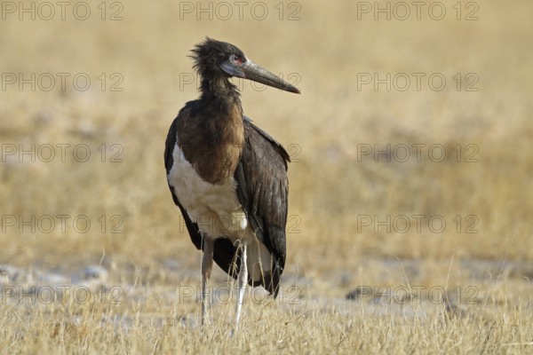 Abdim's stork, Ciconia abdimii, Oman