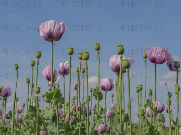 Pink poppies rise up in a field against the blue sky, bocholt, westphalia, germany