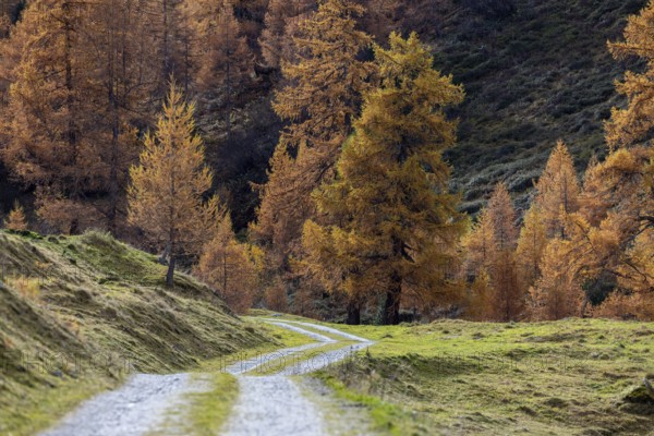 Autumnal larch forests, Vallon d'Arbi, La Tzoumaz, Riddes, Valais, Switzerland