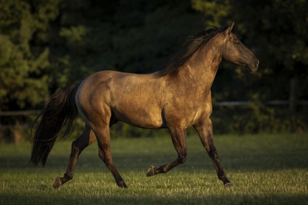 Quarter Horse mare in the evening light on the pasture, Austria