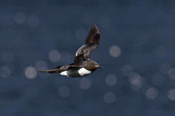 Thick-billed Guillemot, (Uria lomvia), animals, birds, guillemots, flight photo, alk family, alk, alk, Varanger Hornoya, Finnmark, Norway
