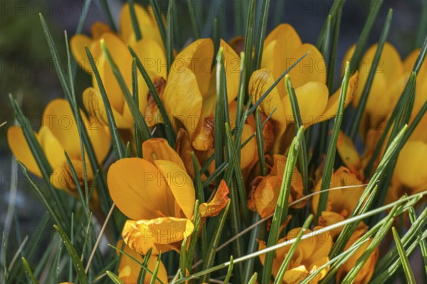 A dense bush of bright yellow crocuses surrounded by green leaves, Weseke, Borken, Westphalia, Germany