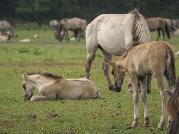 One foal is lying in a green pasture, another is standing nearby, surrounded by other horses, merfeld, North Rhine-Westphalia, Germany