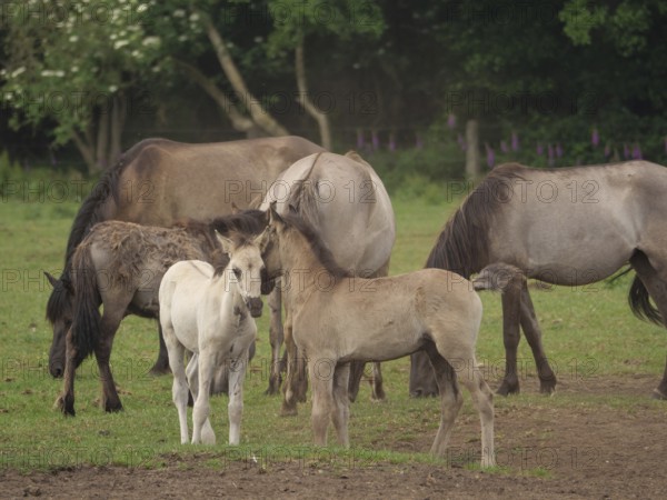 Several horses, including two foals, standing together in a meadow, merfeld, North Rhine-Westphalia, Germany