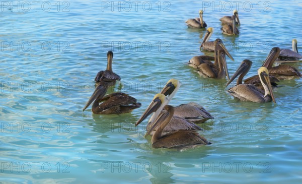 Pelican birds swimming in Caribbean beach of Mexico