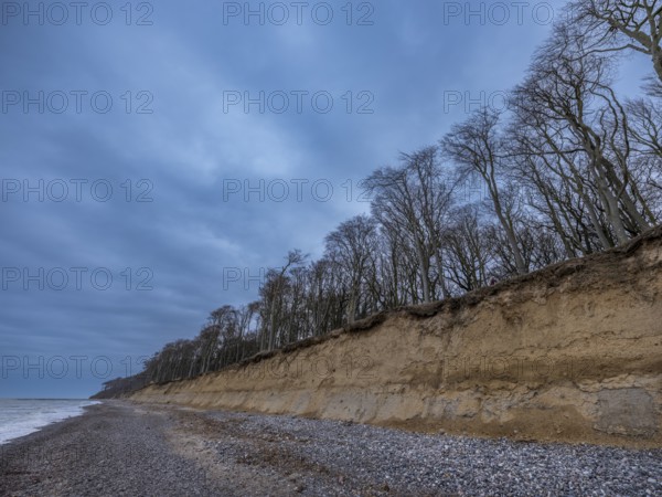 Trees in the ghostly forest on the cliffs facing the Baltic Sea, Nienhagen, Mecklenburg-Vorpommern, Germany