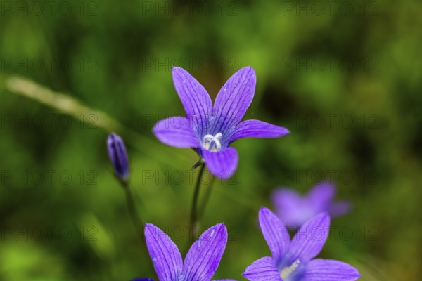 Meadow bellflower, Campanula patula, Veitsch, Styria, Austria
