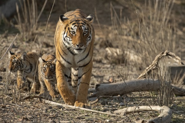 Royal Bengal tigress with two small cubs in tow approaching in the dry scrub forest habitat of Ranthambore tiger reserve, India