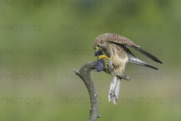 Kestrel (Falco tinnunculus)