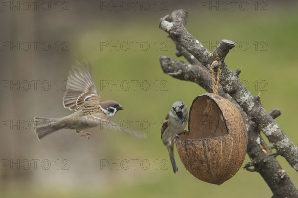 Tree sparrow (Passer montanus)